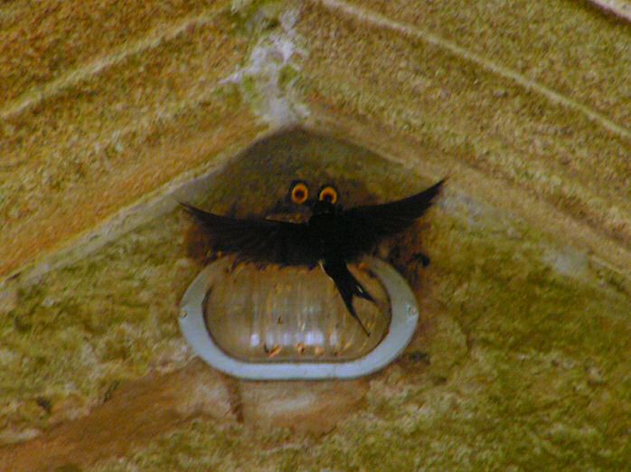 Swallow, Cotehele House