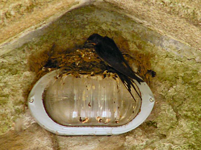 Swallow, Cotehele House