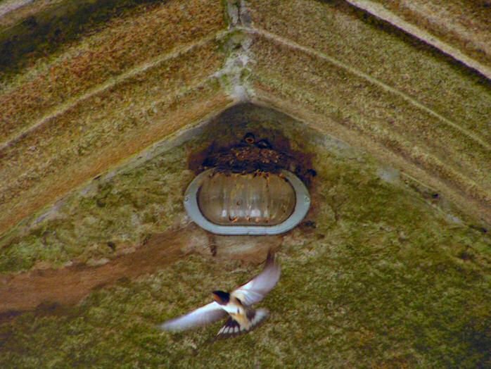 Swallows feeding, Cothele House