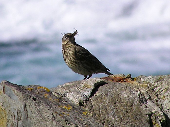 Rock Pipit Trebarwith Strand