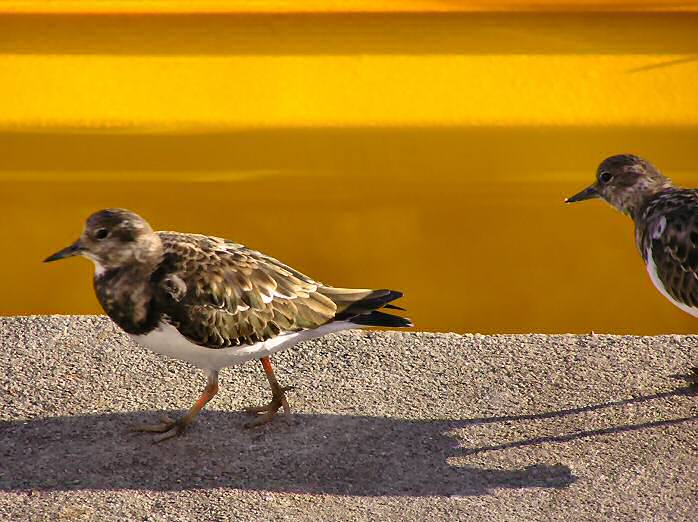 Turnstones in winter plumage, Padstow