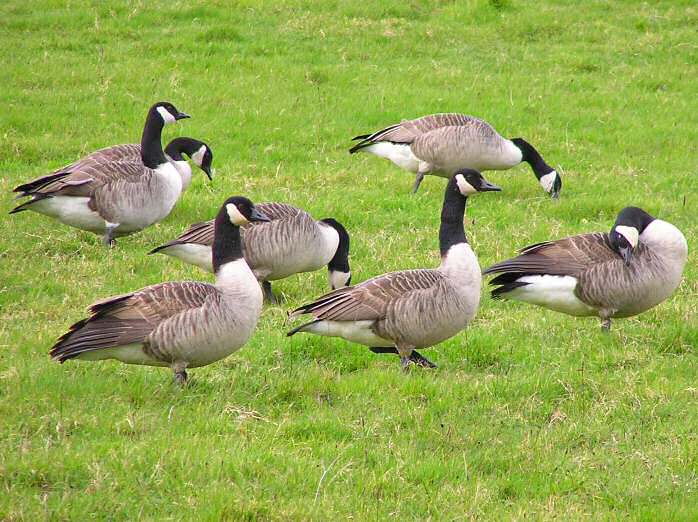 Canada Geese, Slapton Ley