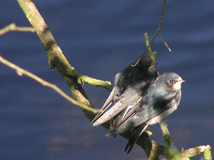 Swallow, Slapton Ley