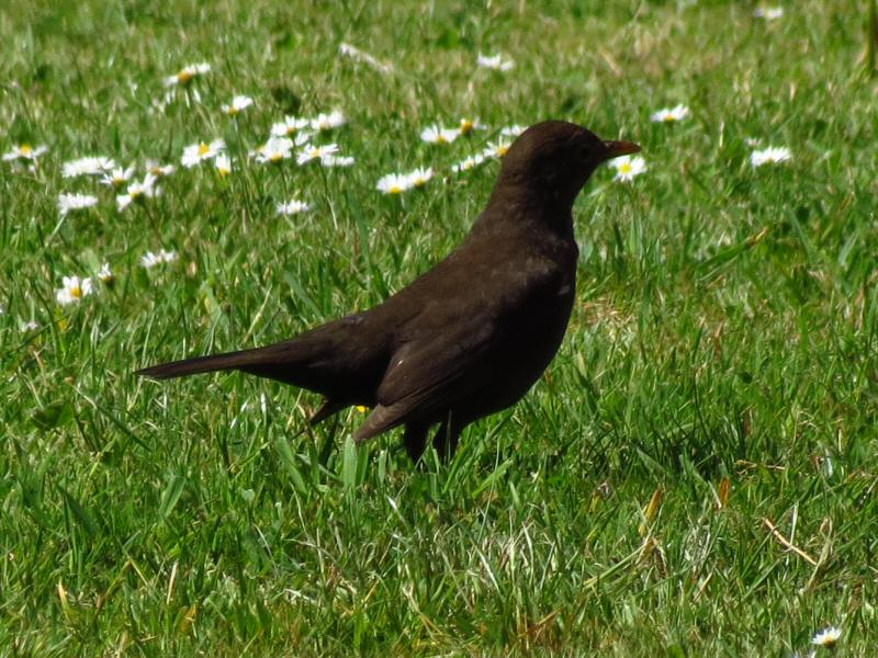 Blackbird Menu