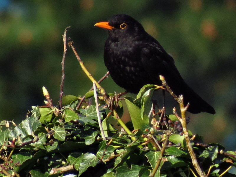 Blackbird Menu