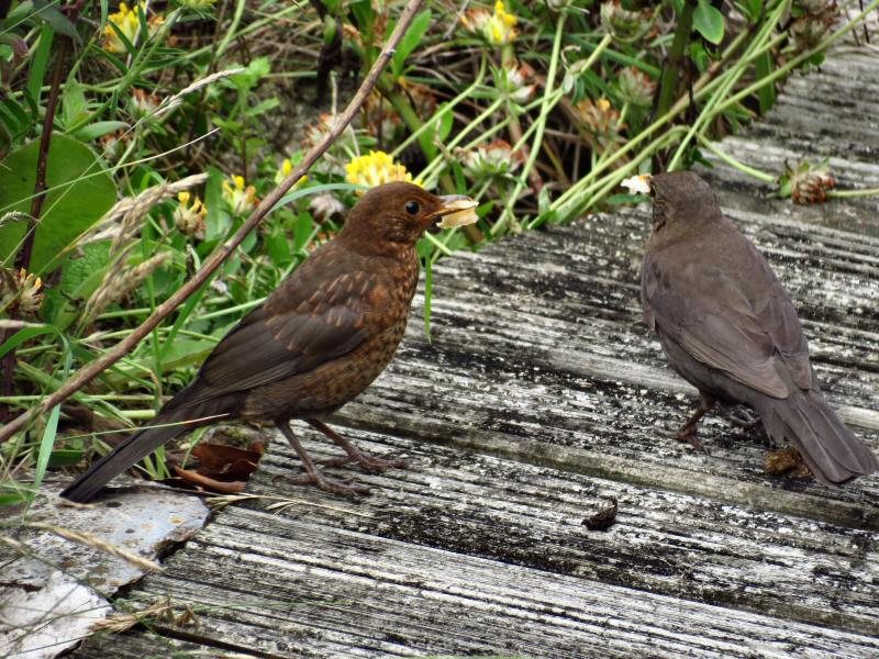 Blackbird Menu