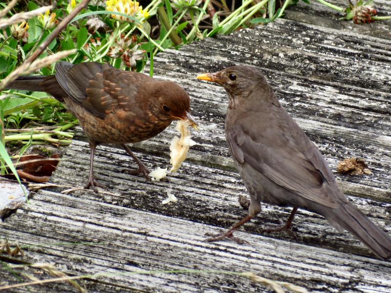 Blackbird Menu