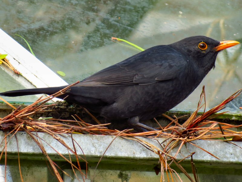 Blackbird Menu