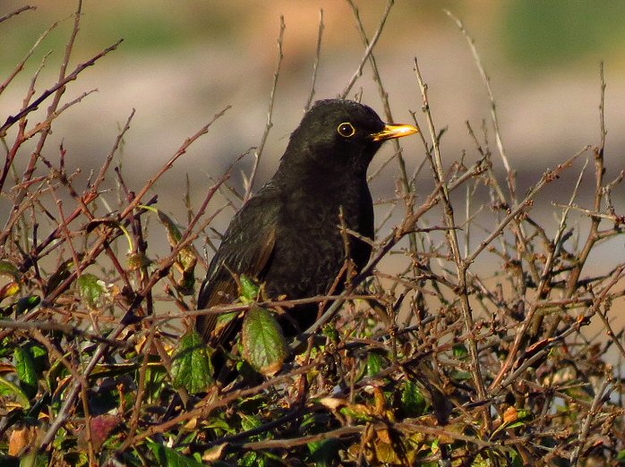 Blackbird Menu