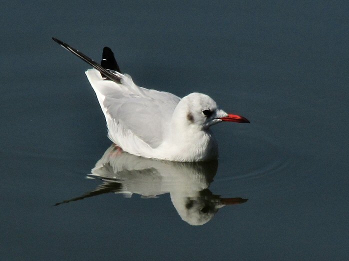 Black-headed Gull