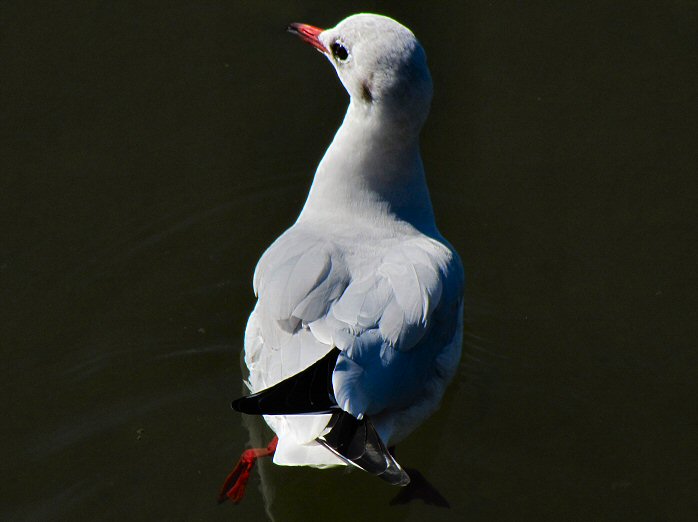 Black-headed Gull