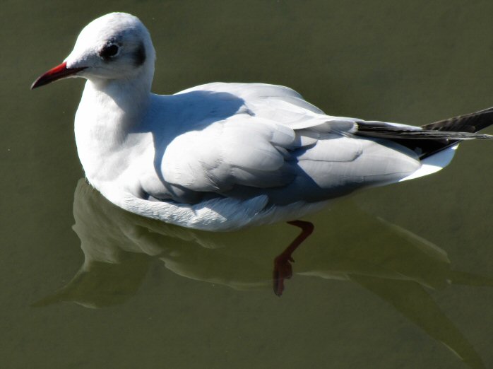 Black-headed Gull