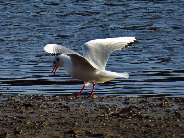 Black-headed Gull