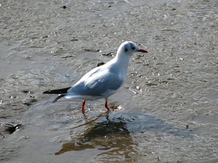 Black-headed Gull