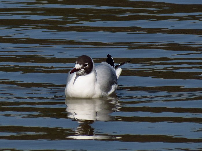 Black-headed Gull