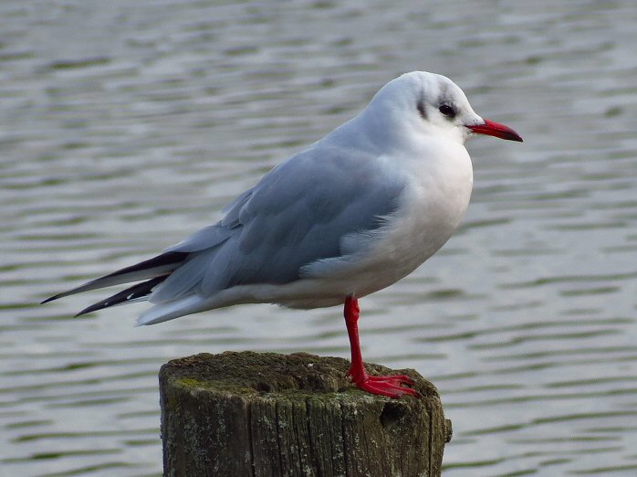 Black-headed Gull