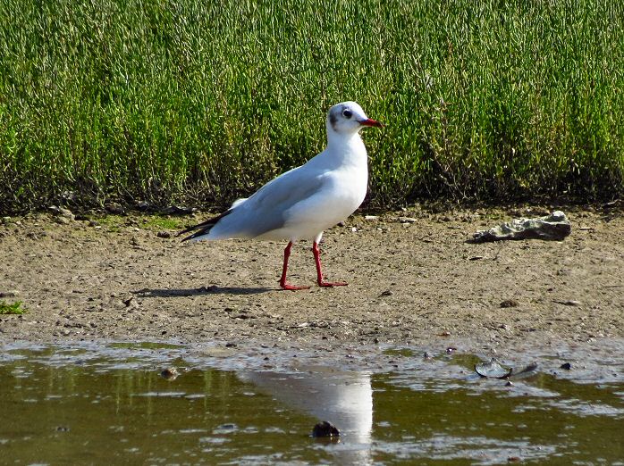 Black-headed Gull