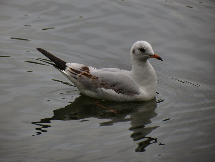 Black-headed Gull