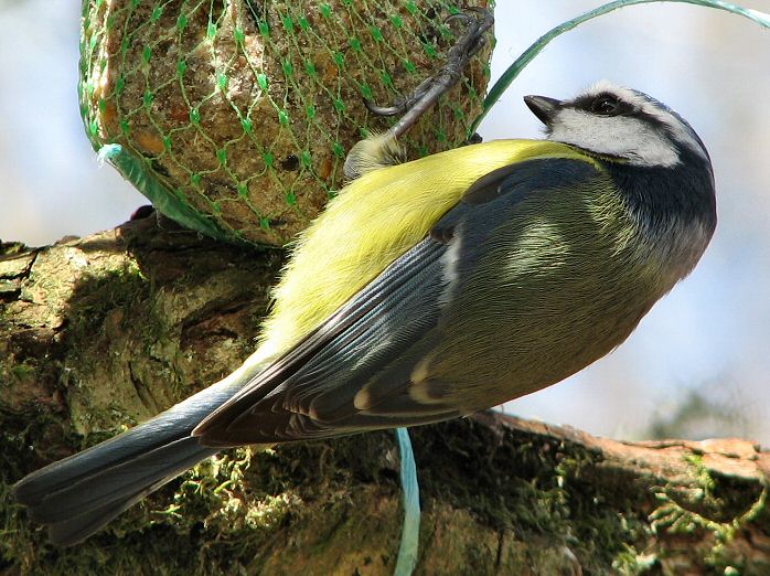 Blue Tit