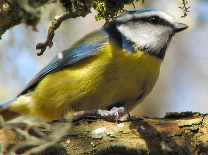 Blue Tit - Dartmoor