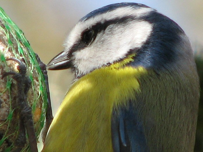 Blue Tit - Dartmoor