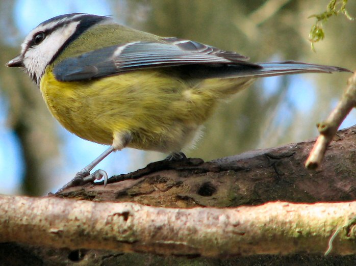 Blue Tit - Dartmoor