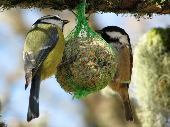 Blue Tit and Coal Tit, Burrator