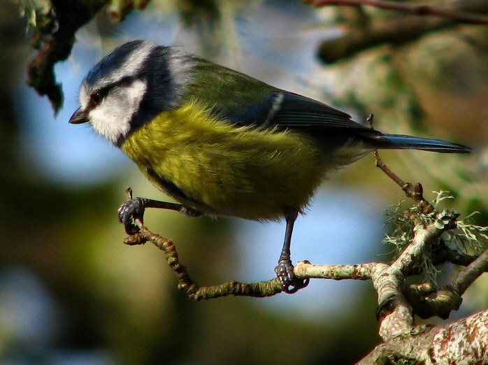 Blue Tit - Dartmoor