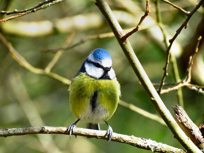 Blue Tit