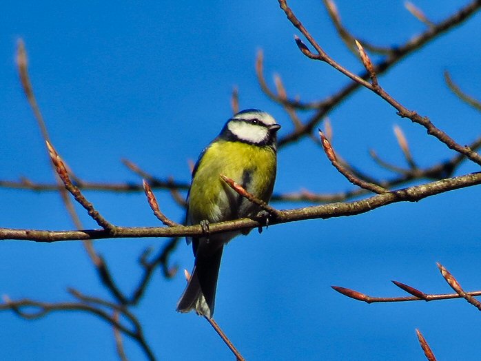 Blue Tit