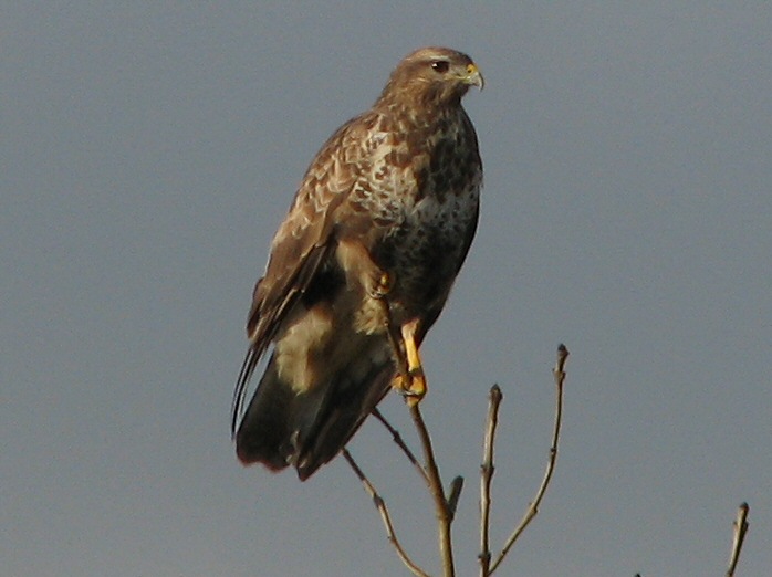 Buzzard - Dartmoor