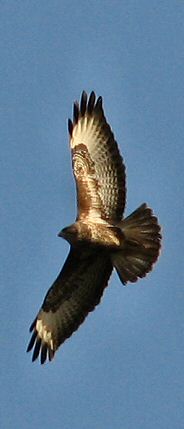 Buzzard