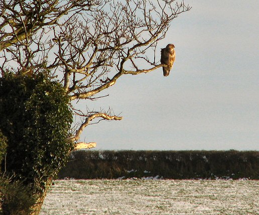 Buzzard