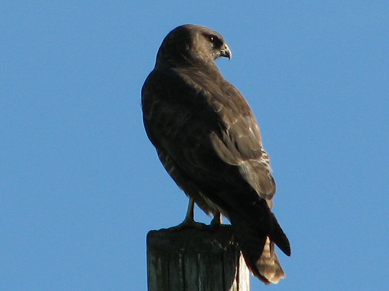 Buzzard