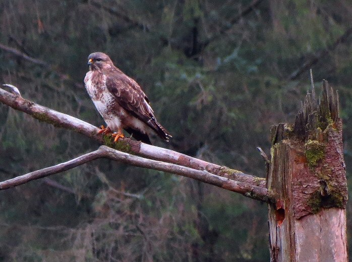 Buzzard - Dartmoor