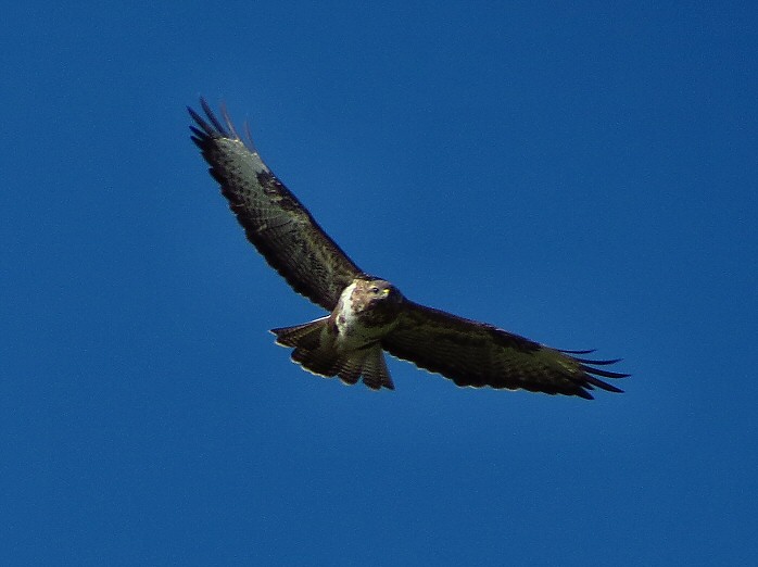 Buzzard - Dartmoor