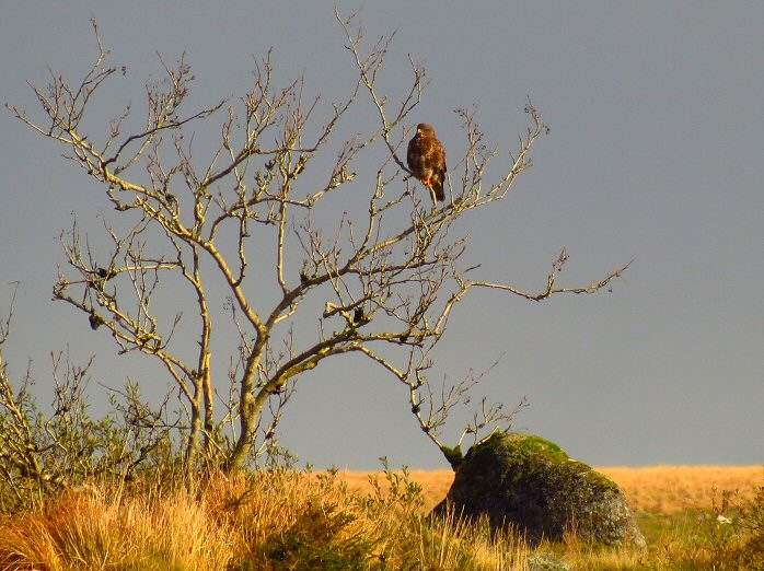 Buzzard - Dartmoor