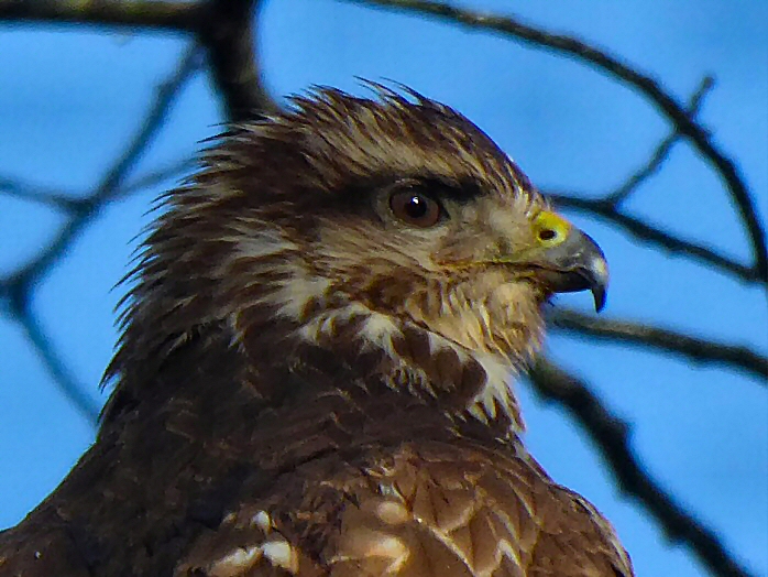 Buzzard - Saltram