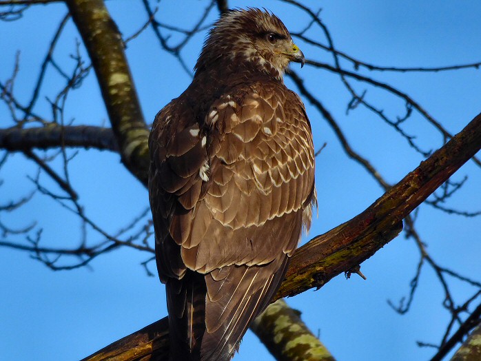 Buzzard - Saltram