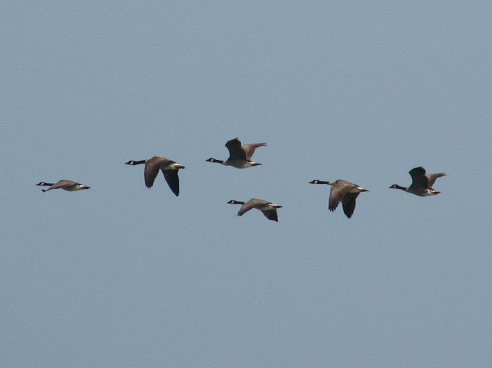 Canada Geese, Slapton Ley