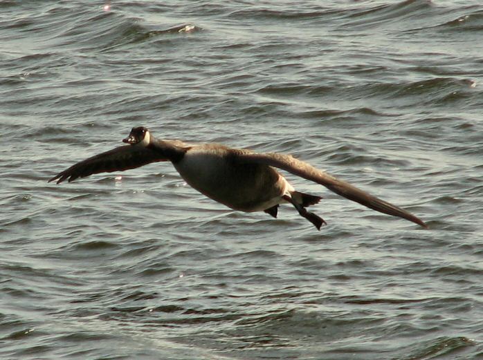 Canada Goose, Slapton Ley