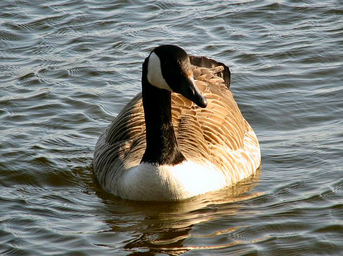 Canada Goose, Slapton Ley