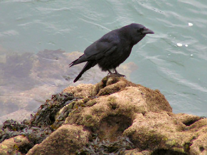 Carrion Crow