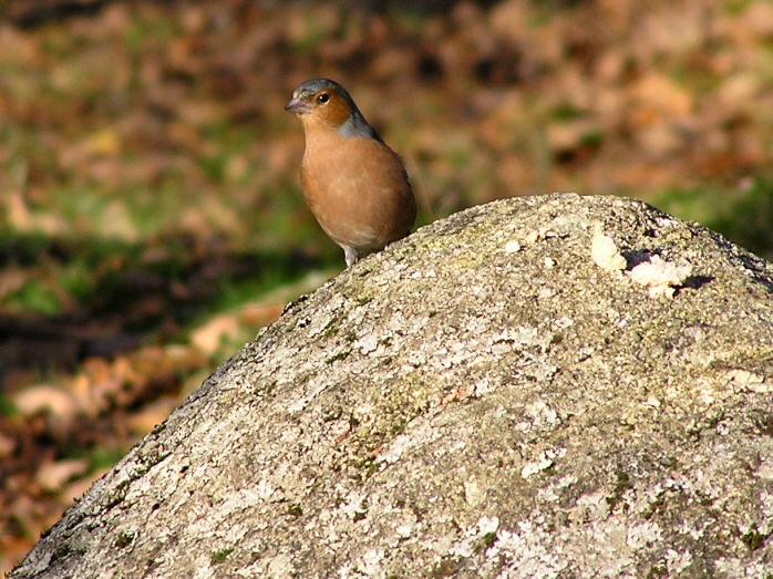 Chaffinch Burrator Dartmoor