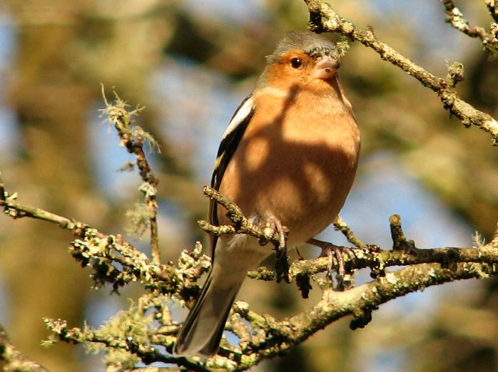 Taken at Cotehele