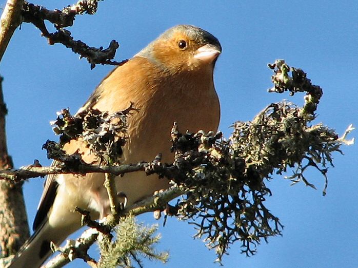 Chaffinch - Dartmoor