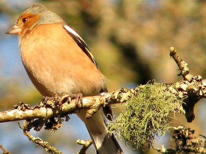 Chaffinch - Dartmoor