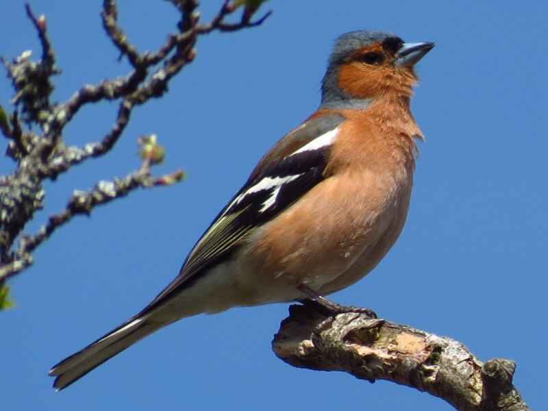 Chaffinch - Dartmoor