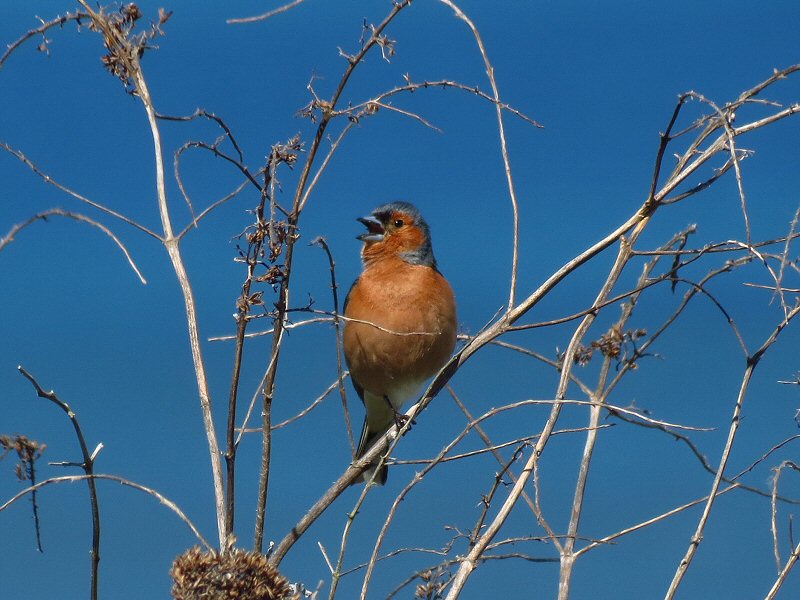 Chaffinch - Rame Head