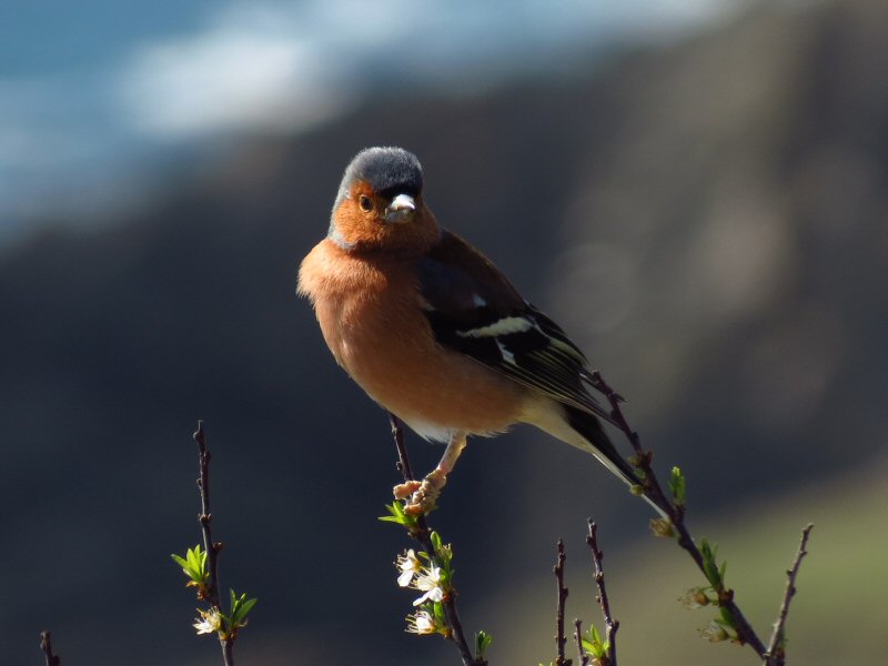 Chaffinch - Rame Head